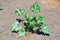 Zucchini Home Garden Planting Vegetarian Stock Photo