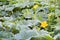 Zucchini plant growing in the garden with big yellow flowers. Ma