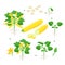 Zucchini plant growth from seed, sprout, flowering and mature plant with ripe fruits. Life cycle of yellow squash vector