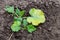 Zucchini plant is sick with chlorosis