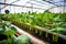 zucchini plants flourishing in a pest-controlled greenhouse