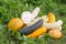 Zucchini, pumpkins and squash on the grass, autumn harvest in the garden