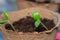 Zucchini seeding is transplanted into the ground after germination from seeds. Growing sustainable vegetables for vegans