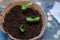 Zucchini seeding is transplanted into the ground after germination from seeds. Growing sustainable vegetables for vegans