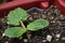 Zucchini Seedling - Three Leaves