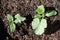 Zucchini seedlings  in loose soil