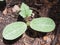 Zucchini sprouts, plants for growth