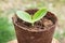 Zucchini Squash Seedling