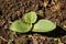 Zucchini, squash seedlings