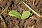 Zucchini, squash seedlings