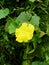 Zucchini yellow flower