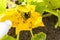 Zucchini yellow flower plant infected by many black aphids