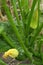 Zucchinis still bearing their blossoms grow amidst vigorous stems