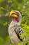 Zuidelijke Geelsnaveltok, Southern Yellow-billed Hornbill, Tockus leucomelas