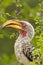 Zuidelijke Geelsnaveltok, Southern Yellow-billed Hornbill, Tockus leucomelas