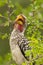 Zuidelijke Geelsnaveltok, Southern Yellow-billed Hornbill, Tockus leucomelas