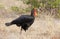 Zuidelijke Hoornraaf, Southern Ground-hornbill, Bucorvus leadbea