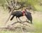 Zuidelijke Hoornraaf, Southern Ground-hornbill, Bucorvus leadbeateri