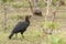 Zuidelijke Hoornraaf, Southern Ground-hornbill, Bucorvus leadbeateri