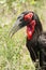 Zuidelijke Hoornraaf, Southern Ground-hornbill, Bucorvus leadbeateri