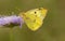 Zuidelijke luzernevlinder, Berger\'s Clouded Yellow