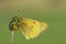 Zuidelijke luzernevlinder, Berger\'s Clouded Yellow