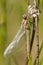 Zuidelijke oeverlibel, Southern Skimmer, Orthetrum brunneum