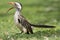 Zuidelijke Roodsnaveltok, Southern Red-billed Hornbill, Tockus r