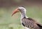 Zuidelijke Roodsnaveltok, Southern Red-billed Hornbill, Tockus r