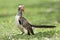 Zuidelijke Roodsnaveltok, Southern Red-billed Hornbill, Tockus r