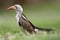 Zuidelijke Roodsnaveltok, Southern Red-billed Hornbill, Tockus r