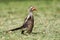 Zuidelijke Roodsnaveltok, Southern Red-billed Hornbill, Tockus r