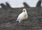 Zuidpoolkip, Snowy Sheathbill, Chionis albus