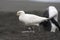 Zuidpoolkip, Snowy Sheathbill, Chionis albus