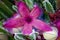 Zulu giant, carrion plant and toad plant (Stapelia gigantea), blooms with a large smelly red flower