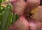 Zulu giant, Stapelia gigantea succulent plant  blossom