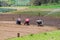 ZUNIL, GUATEMALA - MARCH 22, 2016: Local people work on a vegetable field near Zunil village, Guatema