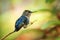 Zunzuncito, smallest hummingbird on earth