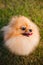 Zverg Spitz, Pomeranian puppy on grass looking up in camera