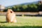 Zverg Spitz, Pomeranian puppy in a meadow