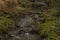 Zvikovsky creek with green grass and stones near Velesin town in south Bohemia