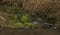 Zvikovsky creek with green grass and stones near Velesin town in south Bohemia