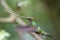 Zwaardkolibrie, Sword-billed Hummingbird, Ensifera ensifera