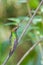 Zwaardkolibrie, Sword-billed Hummingbird, Ensifera ensifera