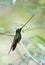 Zwaardkolibrie, Sword-billed Hummingbird, Ensifera ensifera