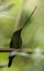 Zwaardkolibrie, Sword-billed Hummingbird, Ensifera ensifera