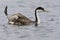 Zwanenhalsfuut, Western Grebe, Aechmophorus occidentalis