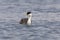 Zwanenhalsfuut, Western Grebe, Aechmophorus occidentalis