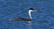 Zwanenhalsfuut, Western Grebe, Aechmophorus occidentalis