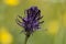 Zwartblauwe rapunzel, Black Rampion, Phyteuma spicatum